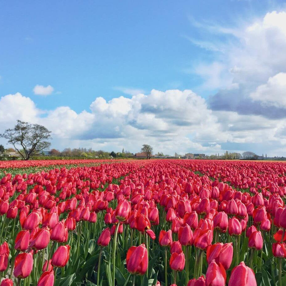 Holland Tulip Seeds