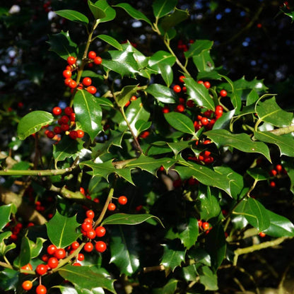 Holly Tree Seeds