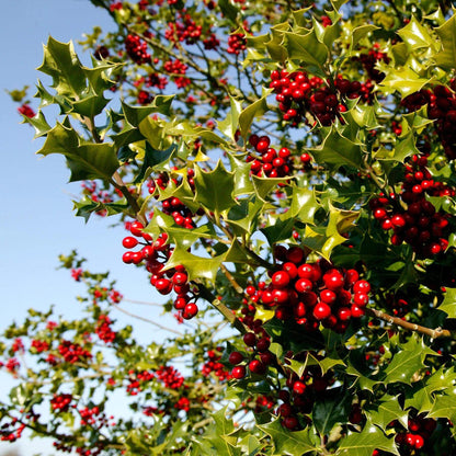 Holly Tree Seeds