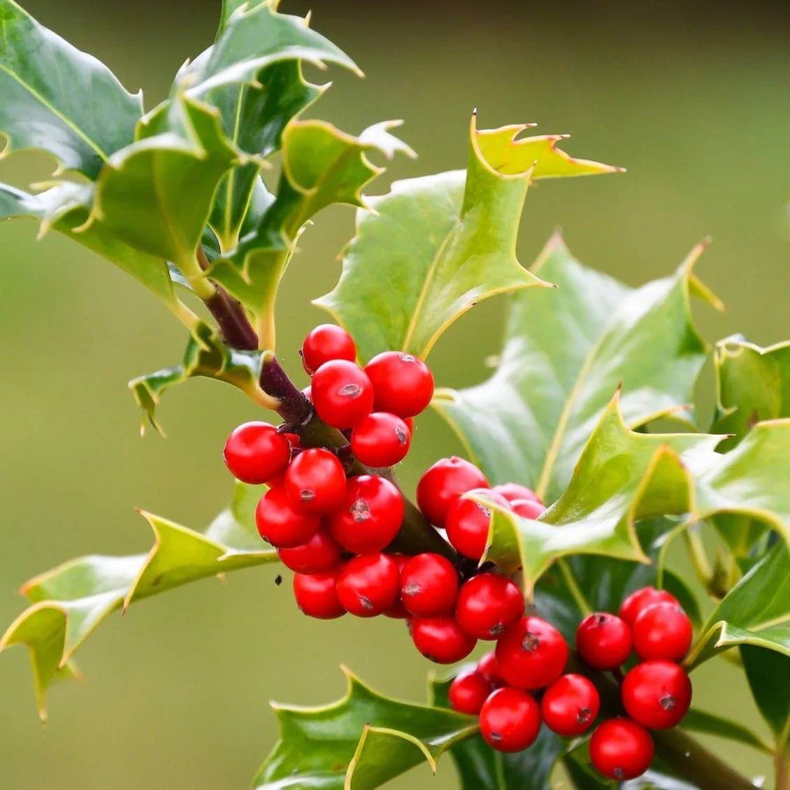 Holly Tree Seeds