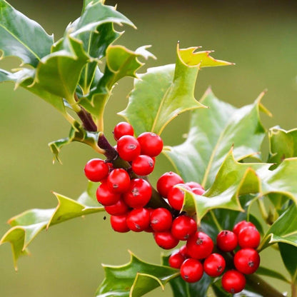 Holly Tree Seeds