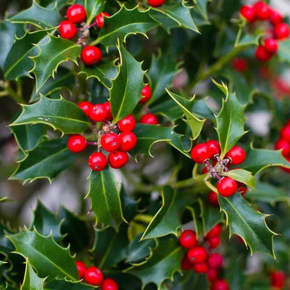 Holly Tree Seeds