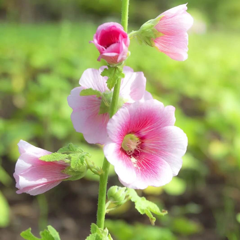 Hollyhock Seeds