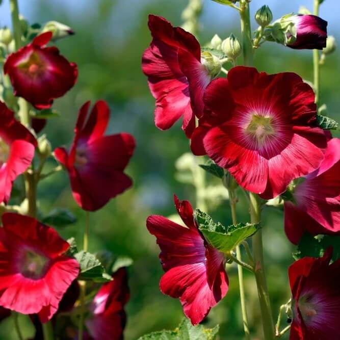 Hollyhock Seeds
