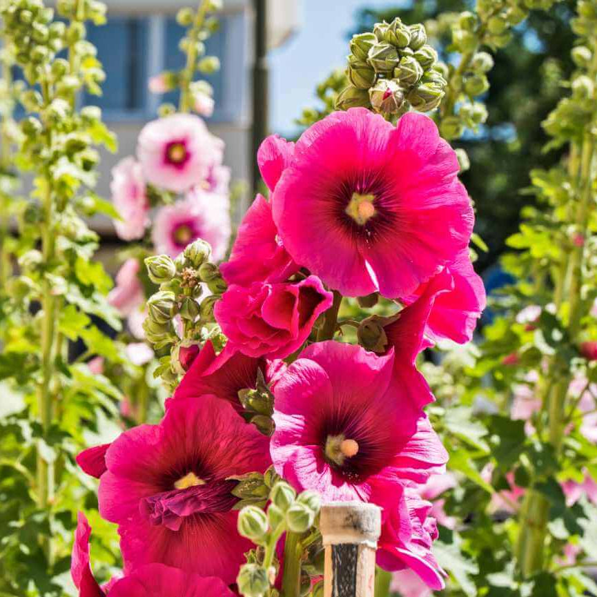 Hollyhock Seeds
