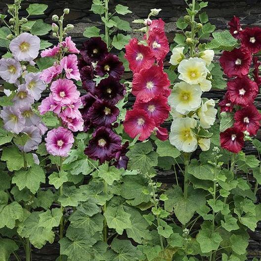 Hollyhock Seeds - Flower Plant for Home Gardens
