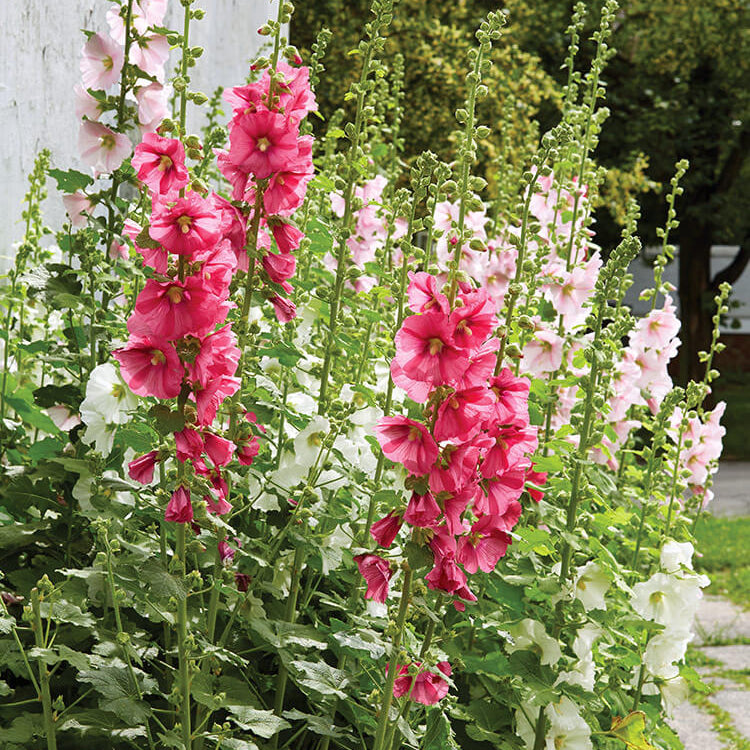 Hollyhock Seeds