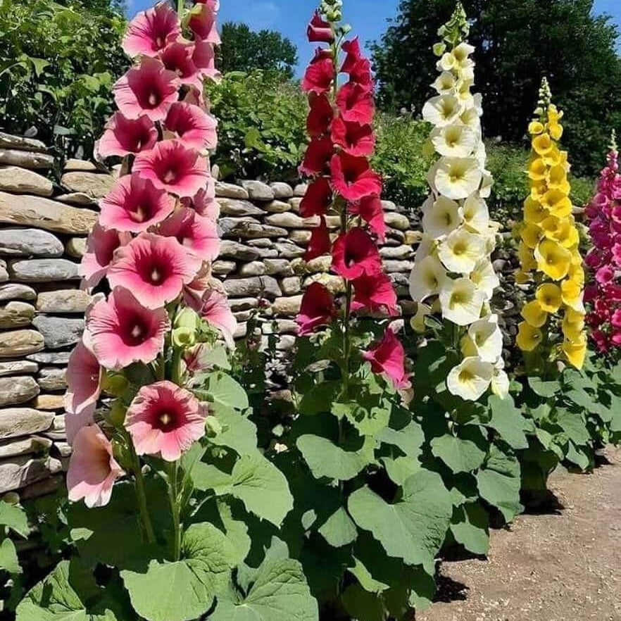 Hollyhock Seeds
