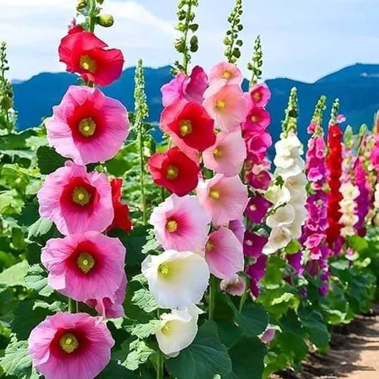 Hollyhock Seeds - Flower Plant for Home Gardens