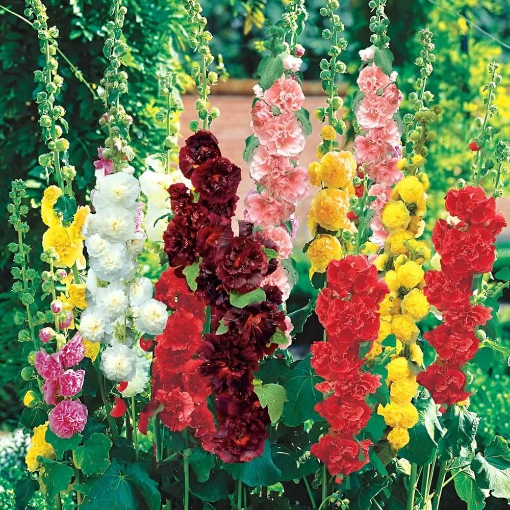 Hollyhock Seeds - Flower Plant for Home Gardens