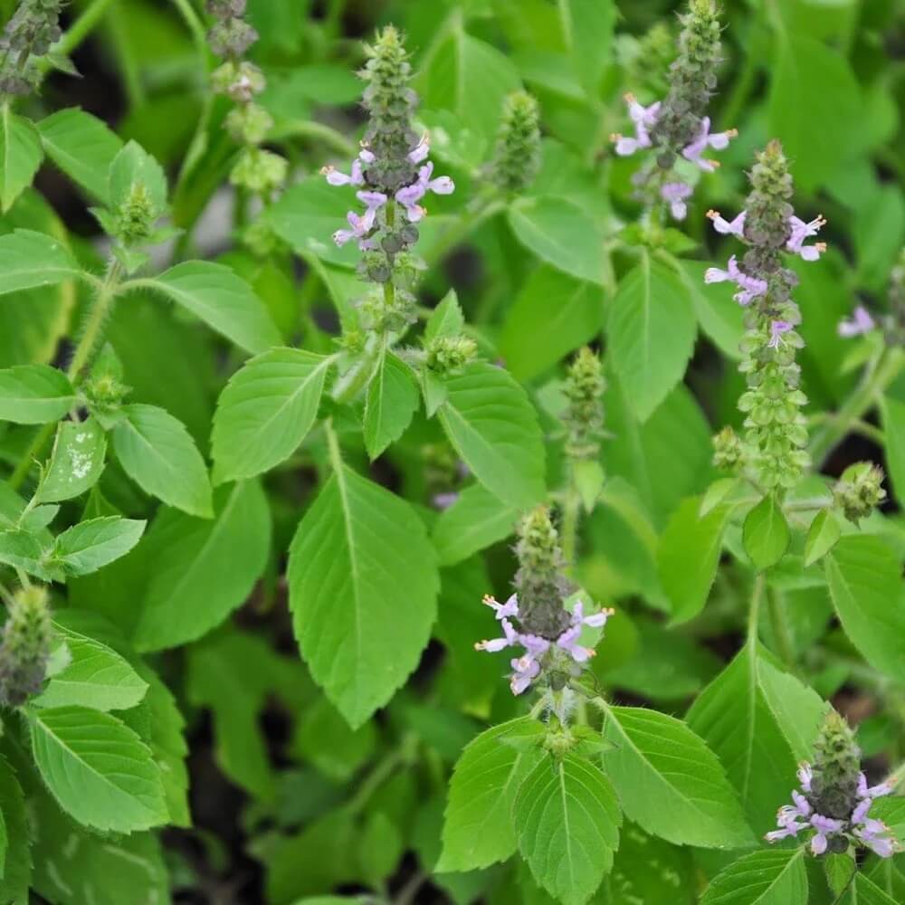 Holy Basil Sacred Tulasi Seeds - Herbal Plant