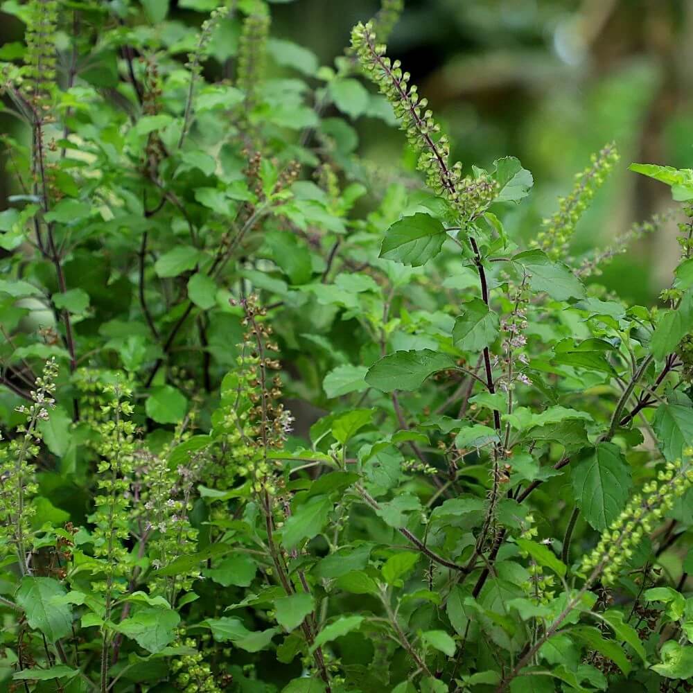 Holy Basil Sacred Tulasi Seeds - Herbal Plant