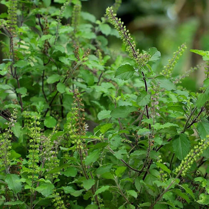 Holy Basil Sacred Tulasi Seeds - Herbal Plant
