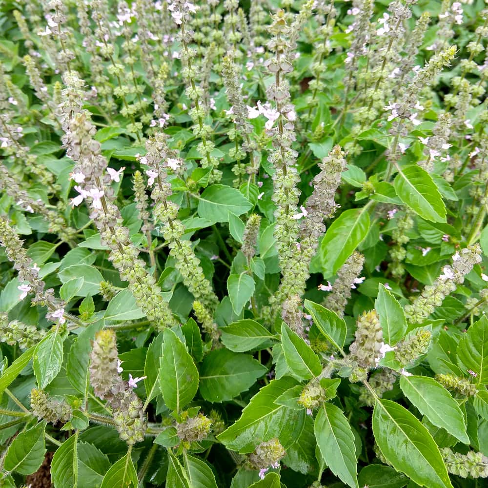 Holy Basil Sacred Tulasi Seeds - Herbal Plant