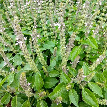 Holy Basil Sacred Tulasi Seeds - Herbal Plant