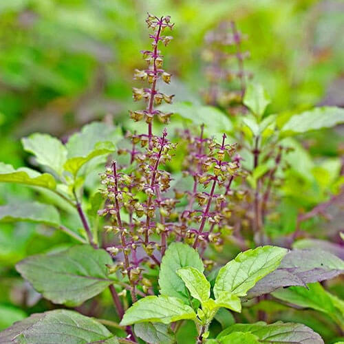 Holy Basil Sacred Tulasi Seeds - Herbal Plant