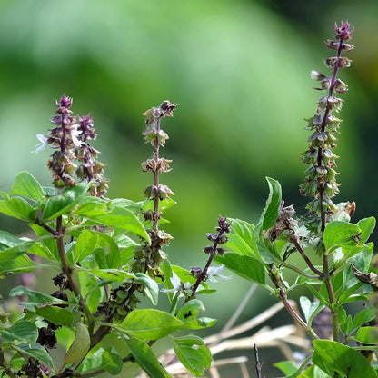 Holy Basil Seeds - Herbal Plant