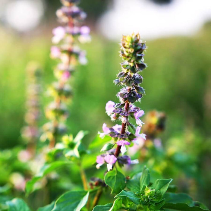 Holy Basil Seeds - Herbal Plant