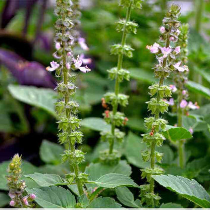 Holy Basil Seeds - Herbal Plant
