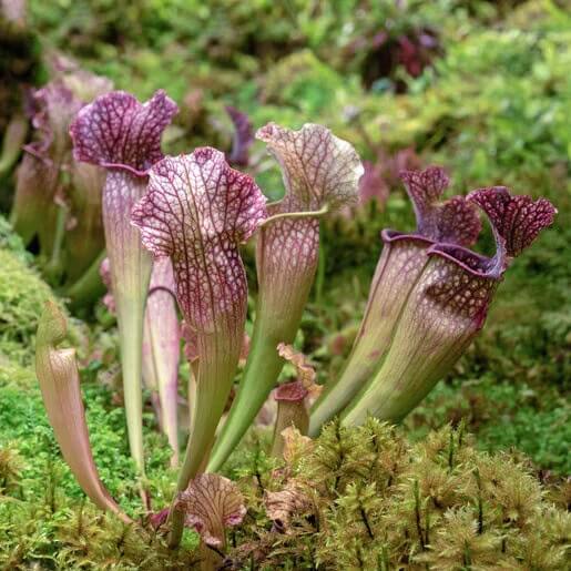 Home Garden Pitcher Plant Seeds