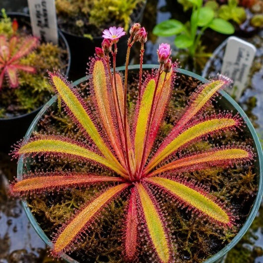 Home Garden Rainbow Plant Seeds – Carnivorous Plant Seeds for Home Gardens