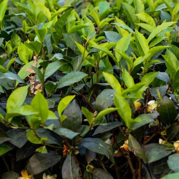 Home Tea Garden seeds