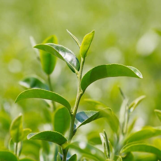 Home Tea Garden seeds