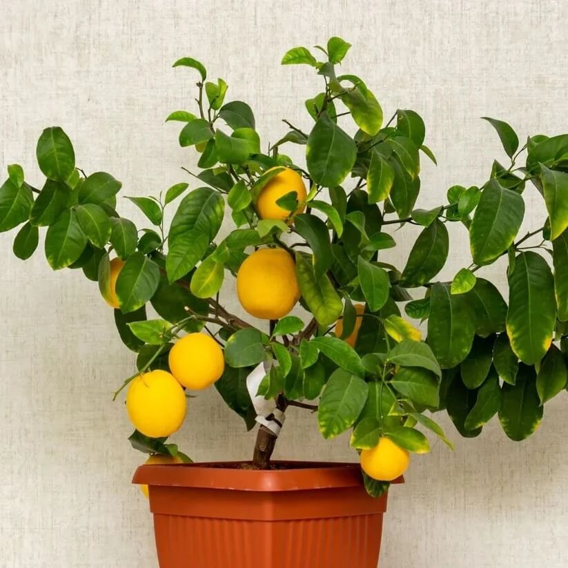 Homegrown Citrus seeds