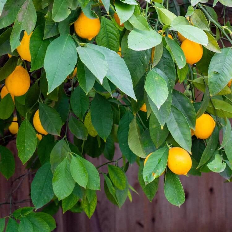 Homegrown Citrus seeds