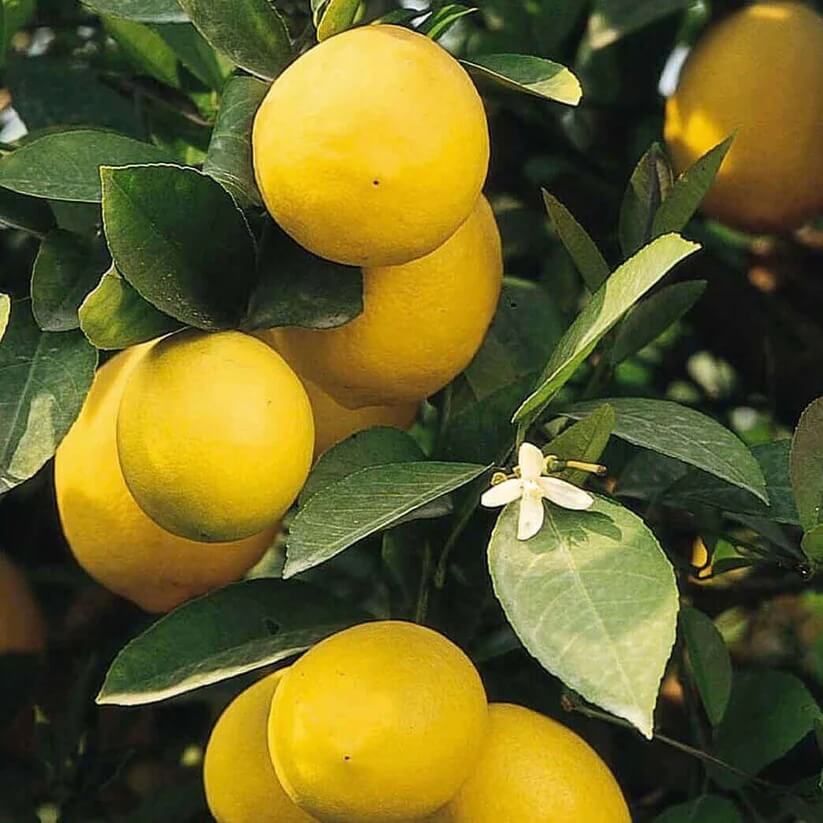 Homegrown Citrus seeds