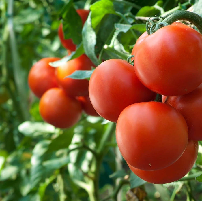 Homestead Tomato Seeds - Vegetable Plant