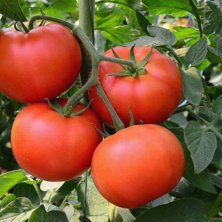 Homestead Tomato Seeds - Vegetable Plant