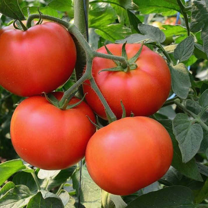 Homestead Tomato Seeds - Vegetable Plant