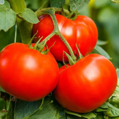 Homestead Tomato Seeds - Vegetable Plant