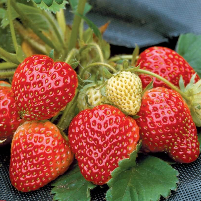 Honeoye Strawberry Seeds 