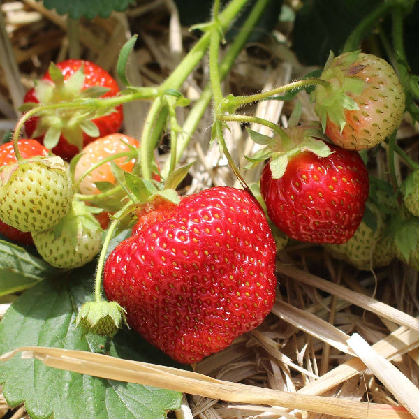 Honeoye Strawberry Seeds 