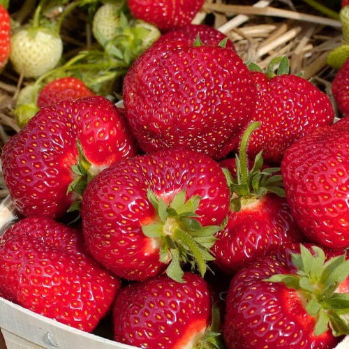 Honeoye Strawberry Seeds 