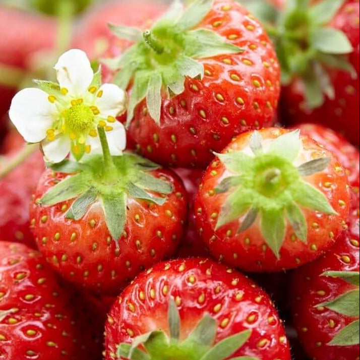 Honeoye Strawberry Seeds 
