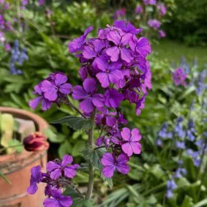 Honesty Plant Seeds 