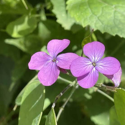 Honesty Plant Seeds 