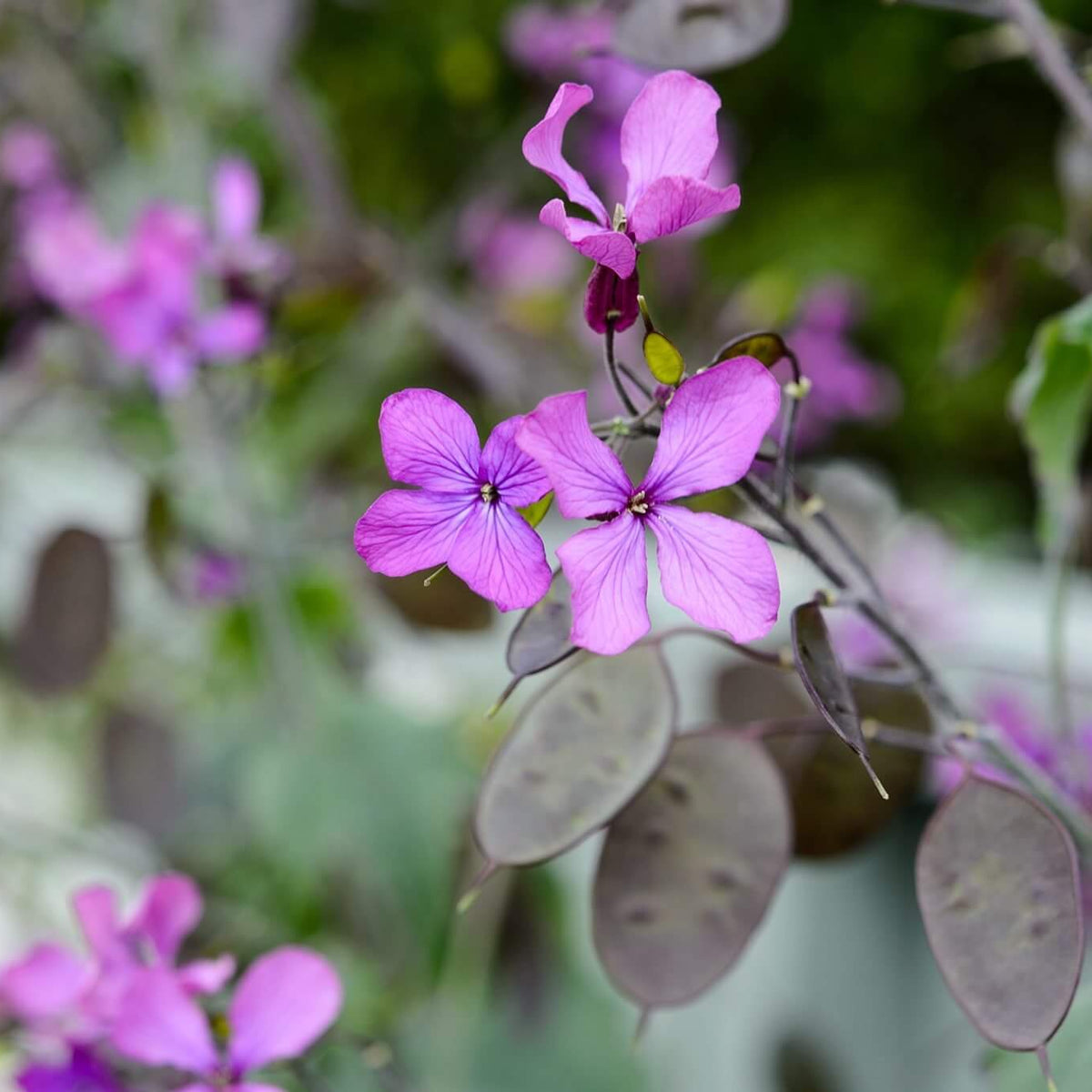 Honesty Plant Seeds 