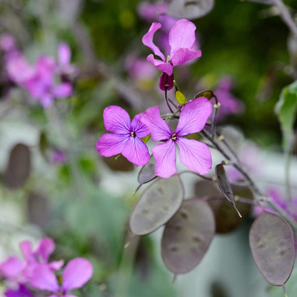 Honesty Plant Seeds 
