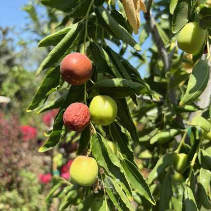 Honey Jar Jujube Seeds 