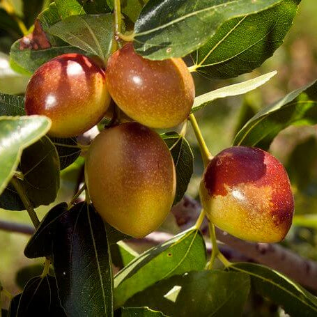 Honey Jar Jujube Seeds 