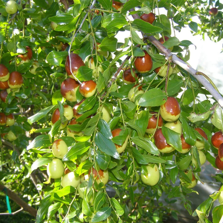 Honey Jar Jujube Seeds 