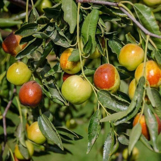 Honey Jar Jujube Seeds 