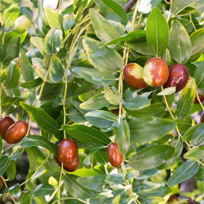 Honey Jar Jujube Seeds 