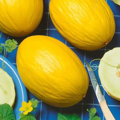 Honey Melon Seeds