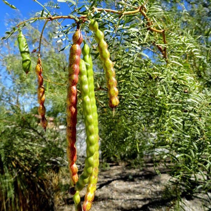 Honey Mesquite Seeds - Native Tree Seeds for Home Gardens