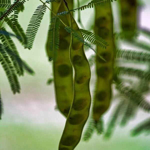 Honey Mesquite Seeds - Native Tree Seeds for Home Gardens